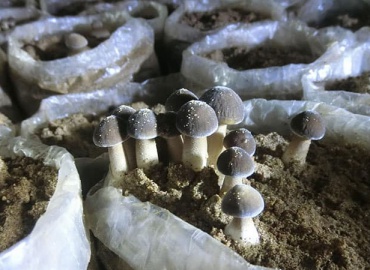 Trang trại nấm trong container vận chuyển: Mọi điều cần biết về việc trồng nấm trong container vận chuyển